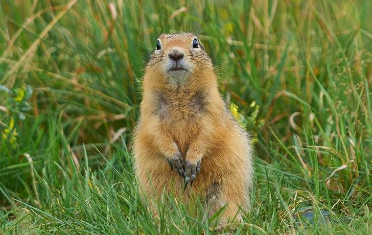 how to get rid of a gopher